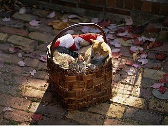 《逃生：试炼》发布重大更新 加入新敌人和新地图